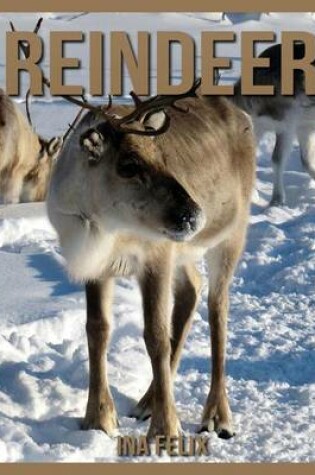 Cover of Reindeer