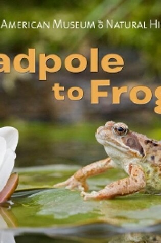Cover of Tadpole to Frog