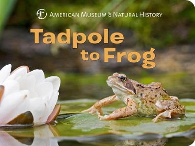 Cover of Tadpole to Frog