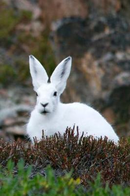 Book cover for The Arctic Hare Journal