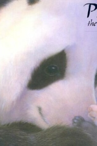 Cover of Pi-Shu the Little Panda