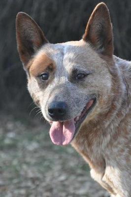 Book cover for Say Hello to the Australian Cattle Dog Journal