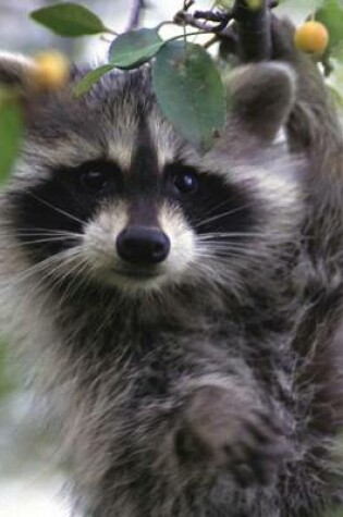 Cover of Raccoon Portrait Animal Journal