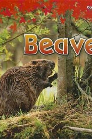 Cover of Beavers