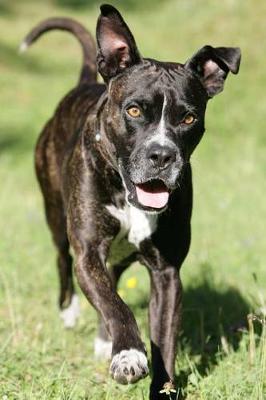 Book cover for The Cane Corso Dog Journal