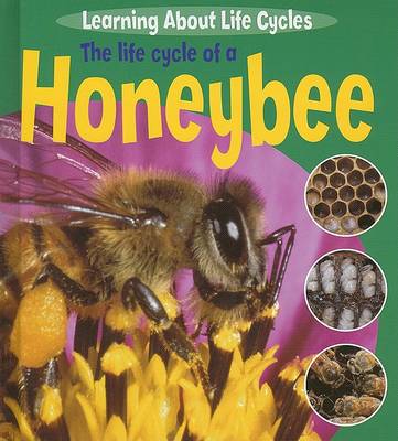 Cover of The Life Cycle of a Honeybee