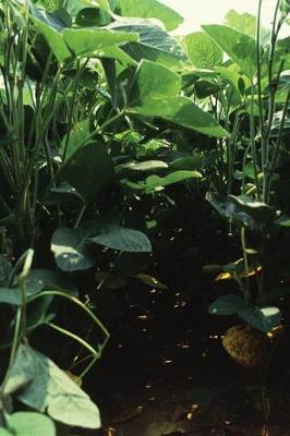 Cover of Farm Journal Soybean Plants In Farm Field