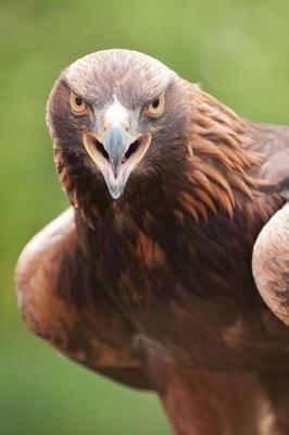 Book cover for Golden Eagle Portrait Journal