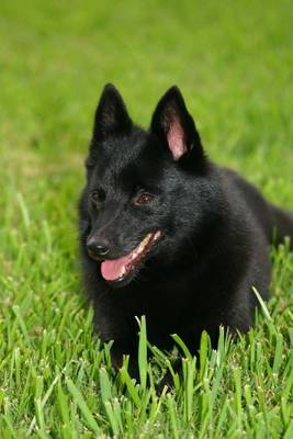 Book cover for The Schipperke Dog Journal