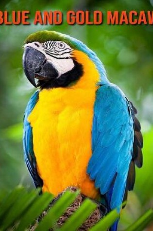 Cover of Blue and Gold Macaw