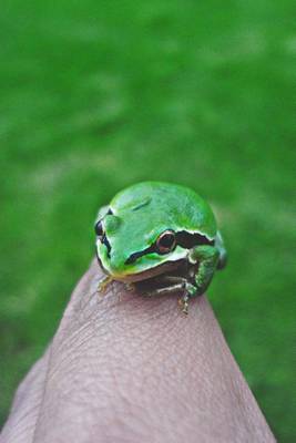 Book cover for A Tiny Frog on My Finger