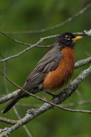 Cover of American Red Breasted Robin, Birds of the World