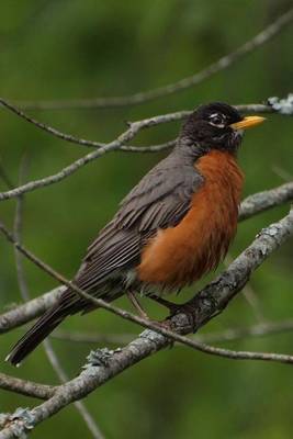 Book cover for American Red Breasted Robin, Birds of the World