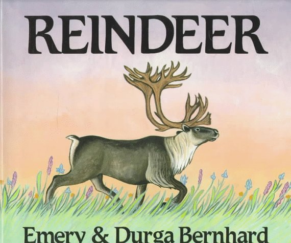 Book cover for Reindeer