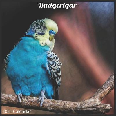 Book cover for Budgerigar 2021 Calendar