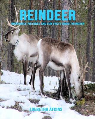 Book cover for Reindeer