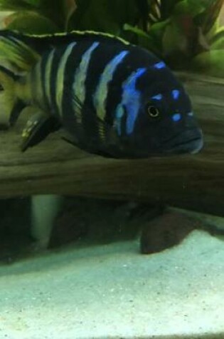 Cover of African Cichlid King of the Tank