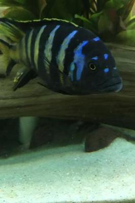 Book cover for African Cichlid King of the Tank