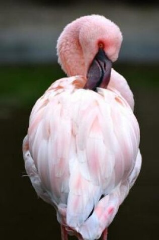 Cover of Pink Flamingo Preening Itself Journal