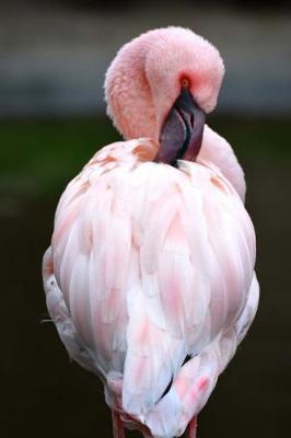 Book cover for Pink Flamingo Preening Itself Journal