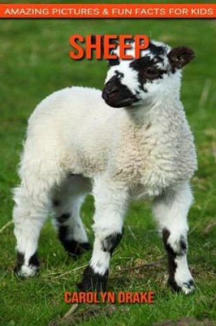 Cover of Sheep