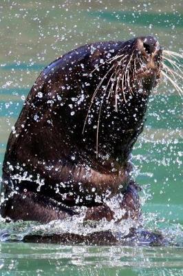 Book cover for Happy Seal Splashing in the Water Journal