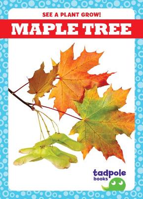 Cover of Maple Tree