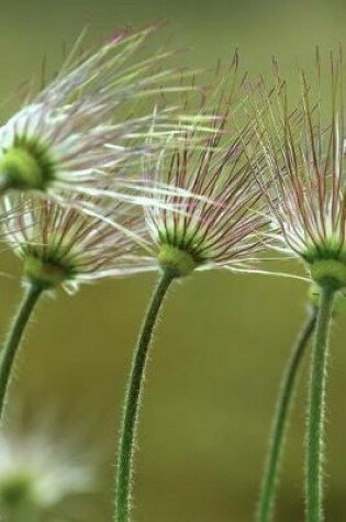 Cover of Fading of the Pasque Flowers Journal