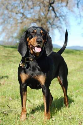 Book cover for The Black and Tan Coonhound Dog Journal