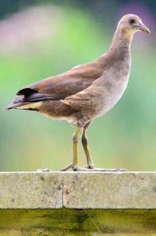 Cover of Notebook A Moorhen Chick on a Ledge