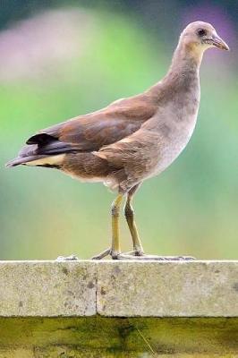 Book cover for Notebook A Moorhen Chick on a Ledge