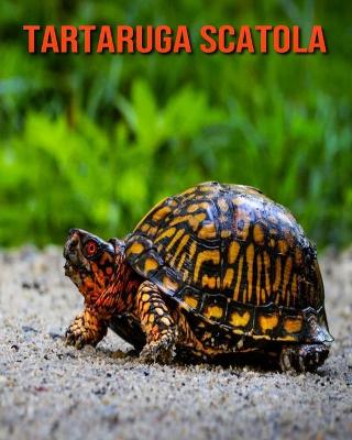 Book cover for Tartaruga scatola