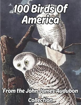 Book cover for 100 Birds of America VOLUME 1