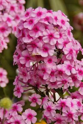 Book cover for Pink Phlox Flower Journal