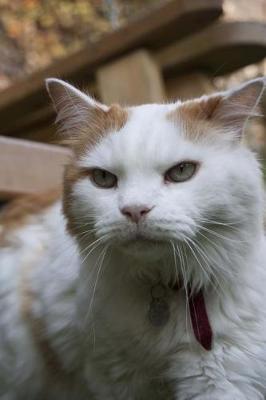 Book cover for Turkish Van Cat Portrait Journal