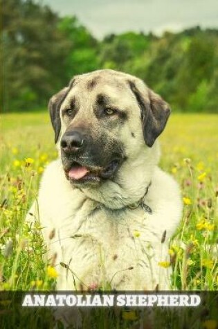 Cover of Anatolian Shepherd