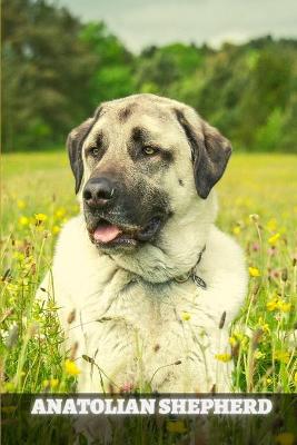 Book cover for Anatolian Shepherd