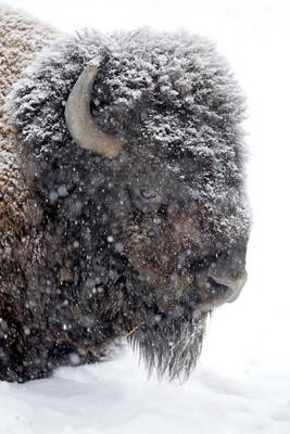 Book cover for A Bison in Winter Portrait Journal