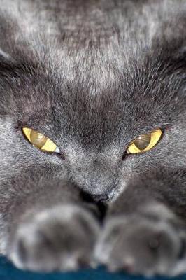 Book cover for Blue British Shorthair Cat Prepares to Attack Journal