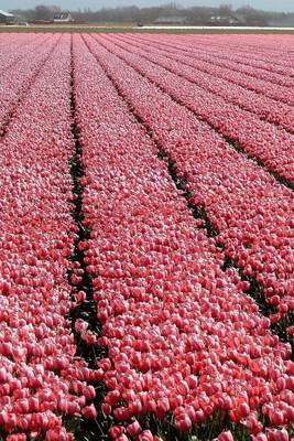 Book cover for A Pink Tulip Farm in Holland