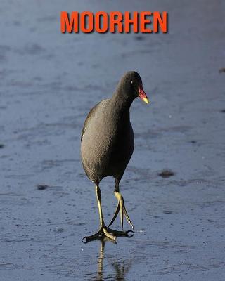 Book cover for Moorhen