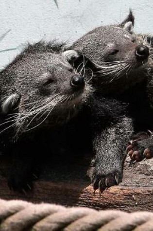 Cover of Two Resting Bearcats Binturong Animals Southeast Asia Journal