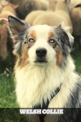 Book cover for Welsh Collie