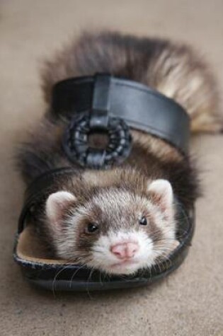 Cover of Ferret in a Sandal Journal