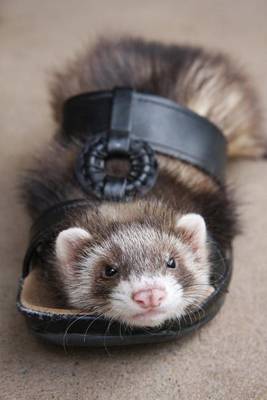 Book cover for Ferret in a Sandal Journal