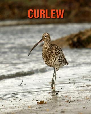 Book cover for Curlew