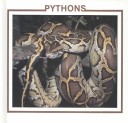 Cover of Pythons