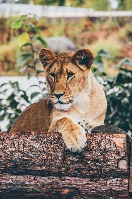 Book cover for Proud Lioness