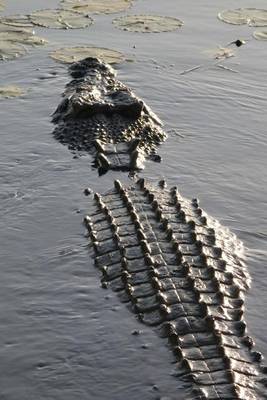 Book cover for Saltwater Crocodile Reptile Journal