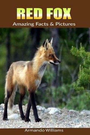 Cover of Red Fox